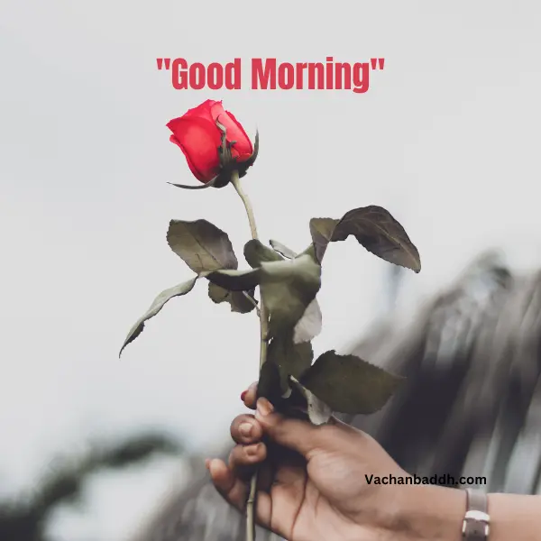 good morning red rose images