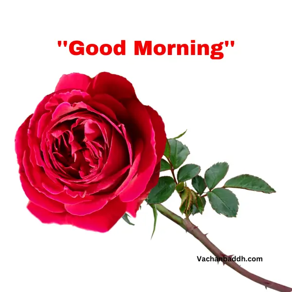 good morning rose images hd