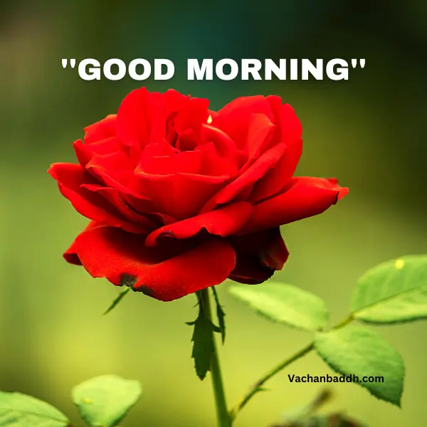 red rose good morning image