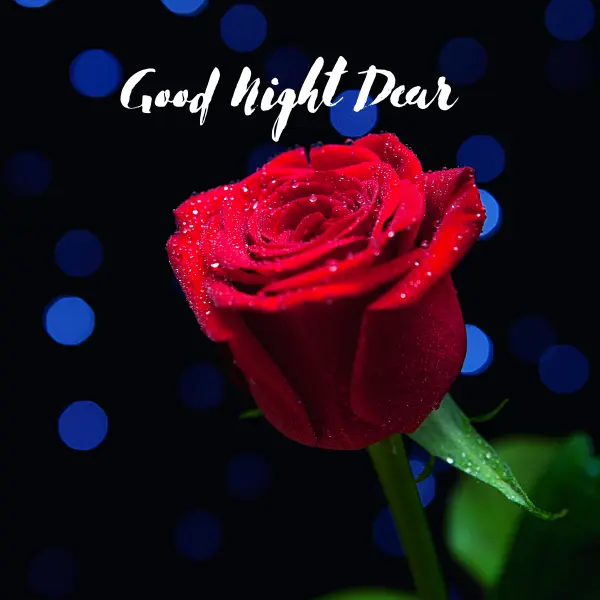 good night image rose